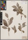 Foto von Salix caprea L. x Salix daphnoides Vill.